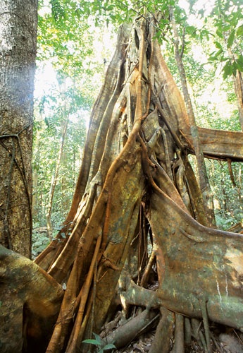 Riesenwurzel im Daintree-Nationalpark. Fotos: jm
