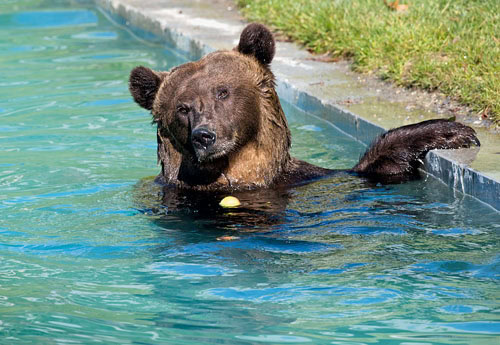 Bären gibt es in Bern an vielen Ecken zu sehen, zum Beispiel im so genannten Bärengraben an der Aare. Fotos: Bern