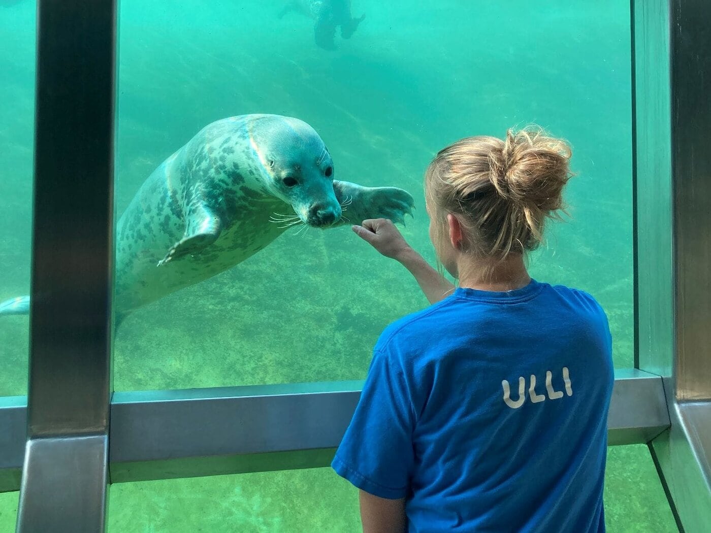 Kegelrobbe Nemi und Tierärztin Ulrike Meinfelder von der Seehundstation Friedrichskoog. Foto: Seehundstation Friedrichskoog
