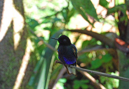Kolibri auf der Kolibrifarm Mindo Lindo.