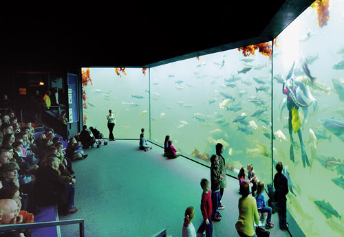 Das Aquarium Atlanterhavsparken ist eines der größten Salzwasseraquarien Nordeuropas. Fotos: Hurtigruten