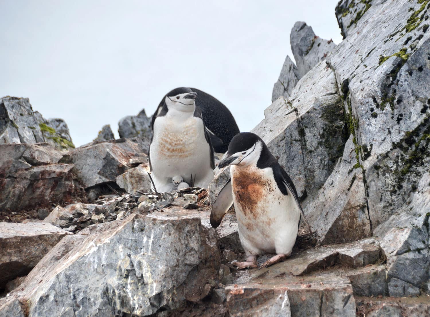 Zügelpinguine mit ­Küken im Orne Harbour in der Antarktis. Foto: cb
