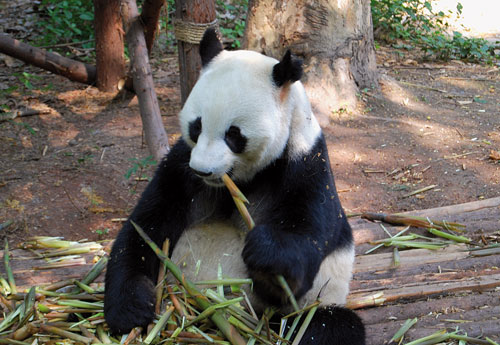 ... Pandas am liebsten Bambus futtern.