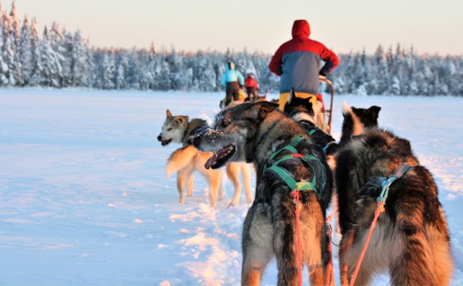 Winterlandschaft in Norwegen. Huskys ziehen einen Schlitten. In der Ferne sieht man zwei weitere Schlitten.