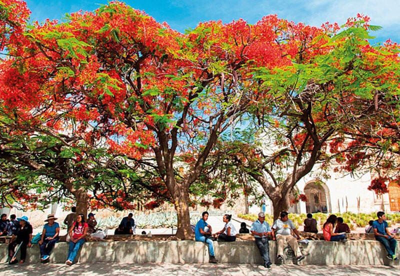 Die Leben in Oaxaca spielt sich in den Straßen ab.