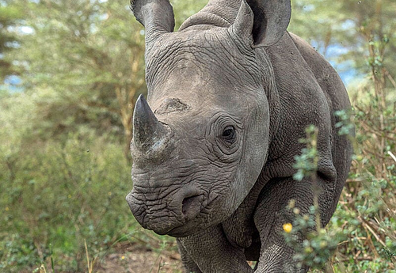 Nashörner aus Südafrika finden in Botswana eine neue Heimat.