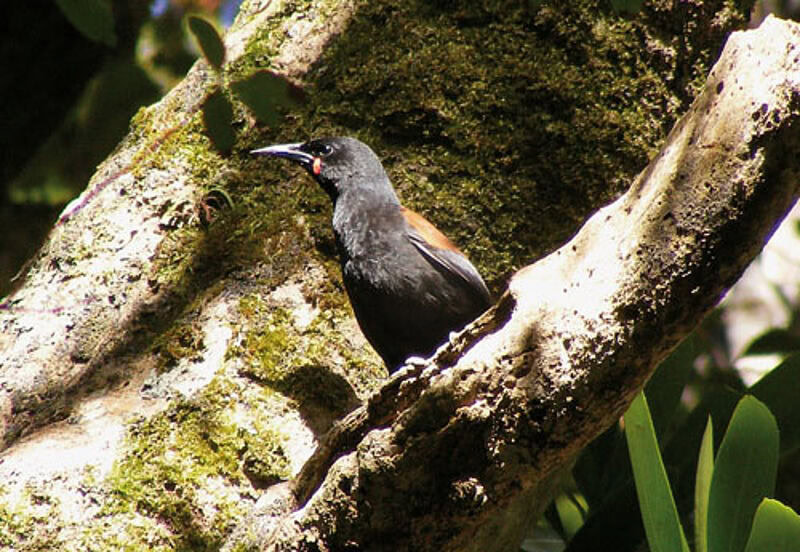 Auf der Nachbarinsel begegnet der Besucher zahlreichen Vogelarten, auch dem Saddleback.