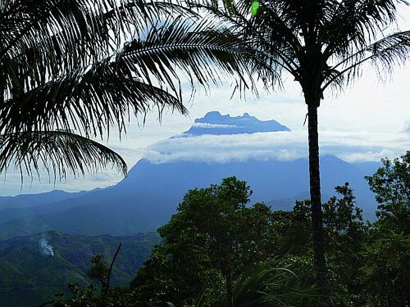 Jeden Morgen ragt der Mount Kinabalu aus dem Wolkenmeer.