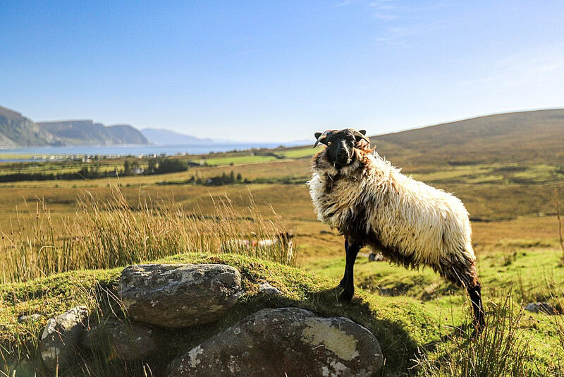 [ALT-TEXT] Ein wollig-weißes Schaf mit schwarzem Kopf posiert auf Felsen vor einer typisch irischen Küstenlandschaft mit Klippen und grünen Weiden