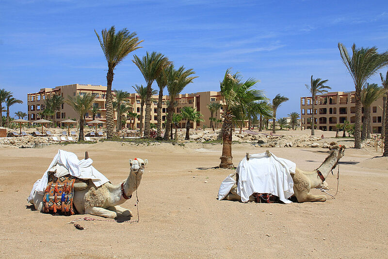 Nicht Teil des All-inclusive-Pakets, aber immer bereit für Touristen: Kamele am Strand von Soma Bay