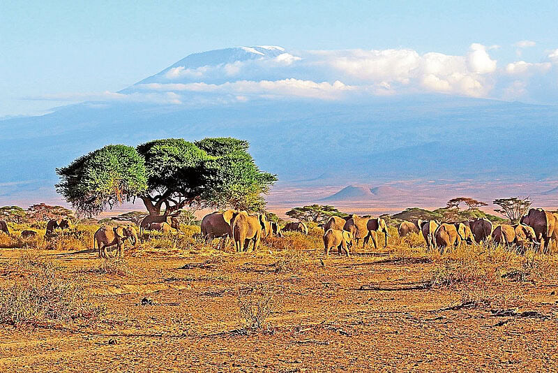 Gruppe afrikanischer Elefanten in der Savanne mit Akazienbäumen, im Hintergrund der schneebedeckte Kilimandscharo unter blauem Himmel