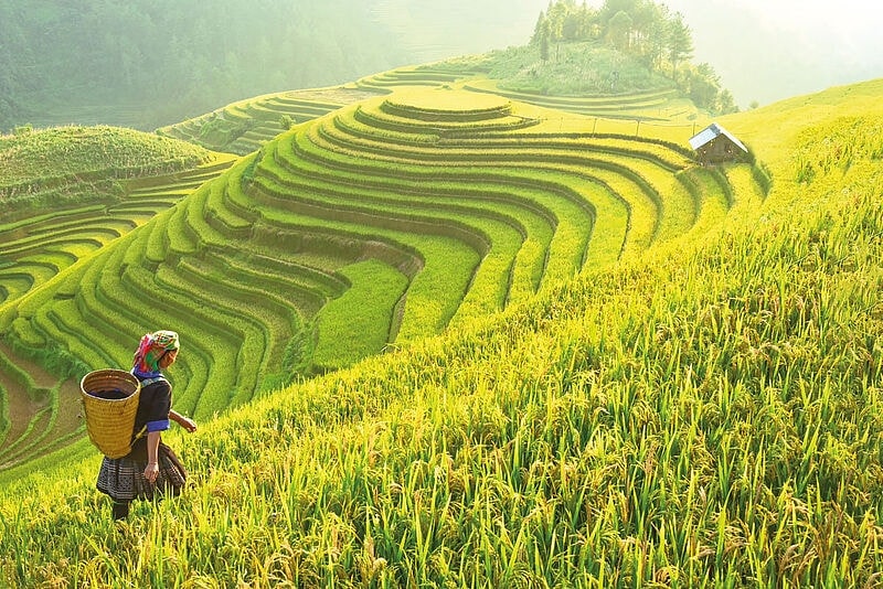 Reisfeld-Terrassen in Vietnam mit Bäuerin in traditioneller Kleidung während der Erntezeit in den Bergen.