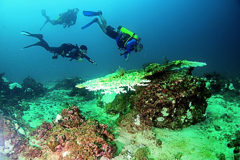 Im Persischen Golf können Urlauber nach Perlen tauchen