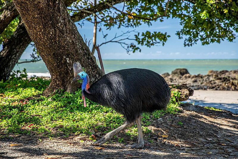 Bild von einem Kasuar, einem großen Laufvogel, am Strand. Hinter ihm sieht man Bäume und das Meer.