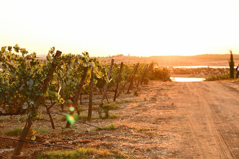 Die steinigen Böden im Osten des Landes eignen sich besonders für Weinanbau