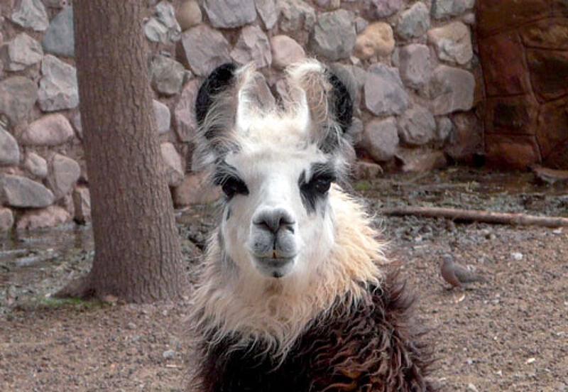 Argentinischer Wollspender ...