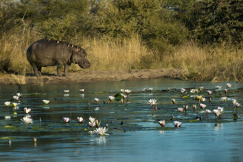 In den tierreichen Norden Namibias führt ein Diamir-Famtrip im Rahmen des Konzepts „ASA goes Africa“. Foto: Wanderluster/istockphoto