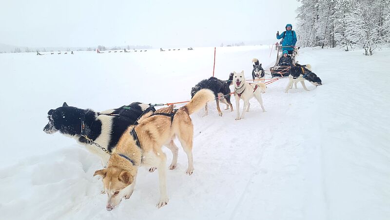 Bei einer Husky-Tour steuerte Michael Riebel einen der Hundeschlitten