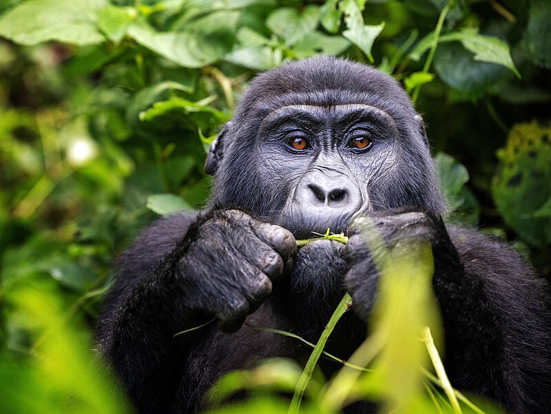 Nahaufnahme eines Berggorillas mit braunen Augen beim Fressen von Pflanzenmaterial umgeben von üppiger grüner Vegetation