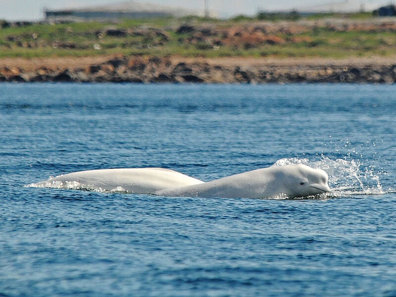 Belugawal mit Kopf über Wasser