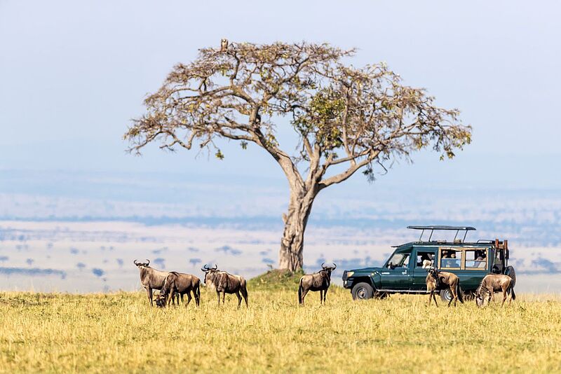 Ab Januar wird ein Besuch der Masai Mara in Kenia teurer