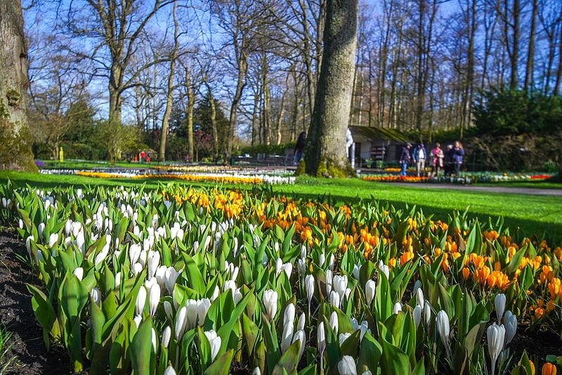 Bis zum 14. Mai erwartet der Keukenhof mehr als eine Million Gäste aus nah und fern