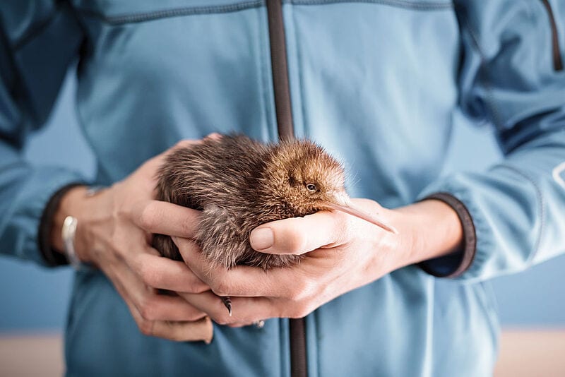 Eine Kiwi-Patenschaft zu Weihnachten? Die Chance darauf gibt’s bei Tourism New Zealand. Foto: Ngai Tahu Tourism