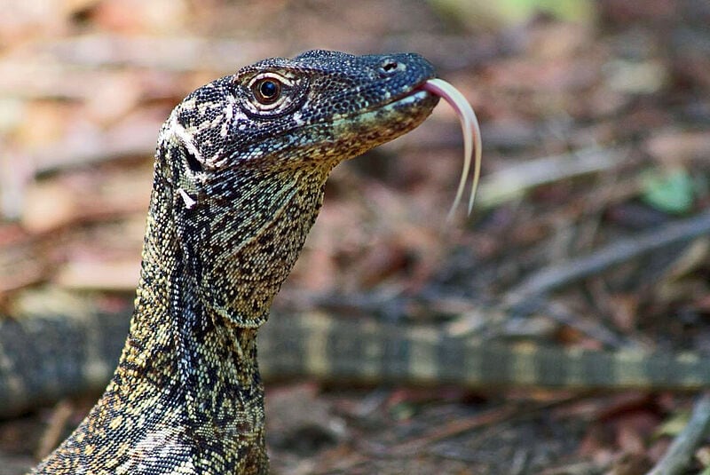 Der Komodo-Nationalpark ist wegen der dort lebenden gleichnamigen Warane bekannt