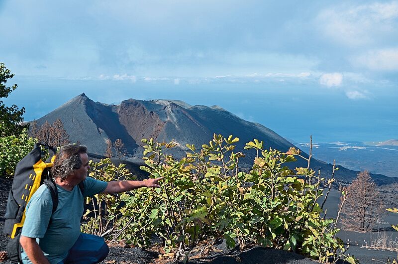Ulrich Roth zeigt auf den Feigenbaum, der in der Nähe des Tajogaite wächst