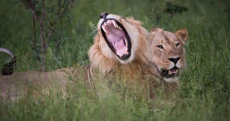 Die Loro-Parque-Stiftung engagiert sich weltweit für den Erhalt der Biodiversität, im Bild der Angola-Löwe, der im Schutzgebiet KAZA lebt