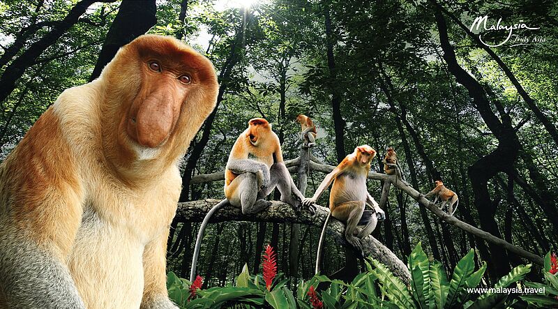 Wildlife Safari Sukau – Borneo Malaysia