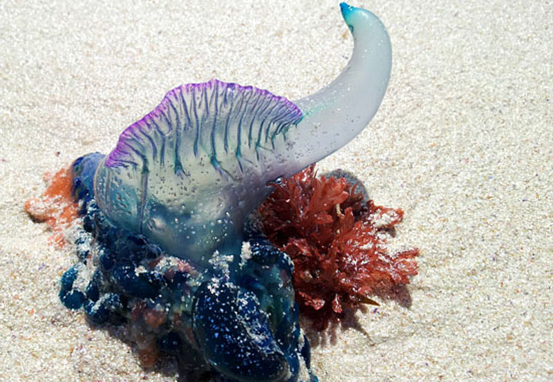 Flaschenförmiger Körper, bis zu 50 Meter lange Tentakel: So sieht sie aus, die Portugiesische Galeere