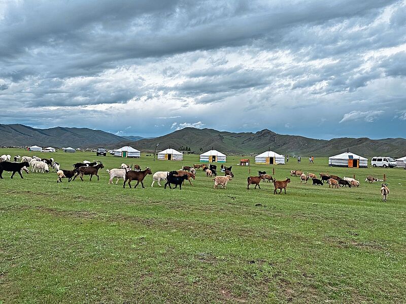 Ziegen und Schafe sind feste Begleiter einer jeden Reise durch die Mongolei