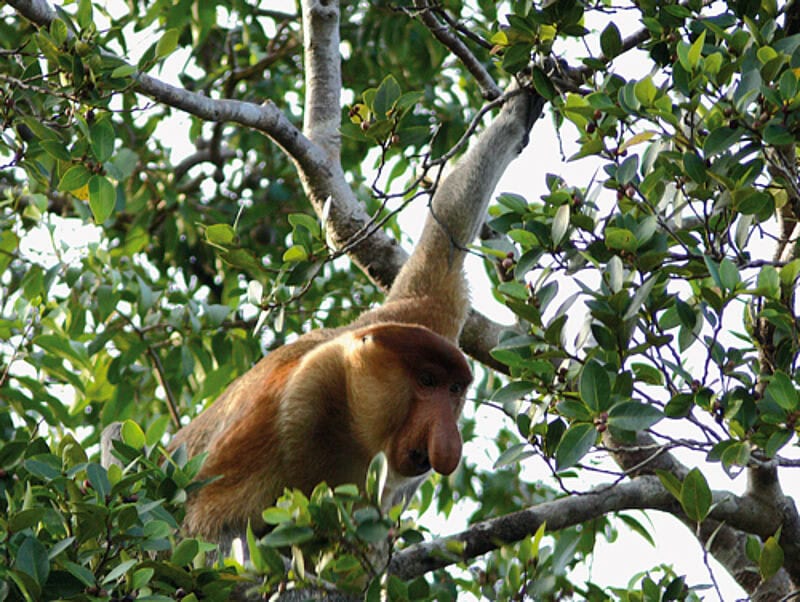 Vom Aussterben bedroht: Rund 600 Nasenaffen leben auf Borneo.