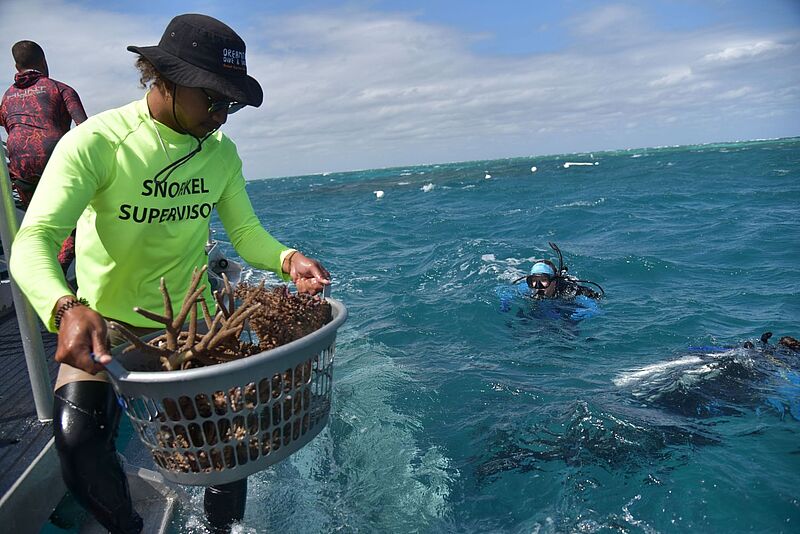 Eine Person mit einem neonfarbenen Shirt mit der Aufschrift „Snorkel Supervisor“ steht auf einem Boot und hält einen Korb mit Korallenfragmenten. Im Hintergrund sind Taucher im türkisblauen Meer zu sehen
