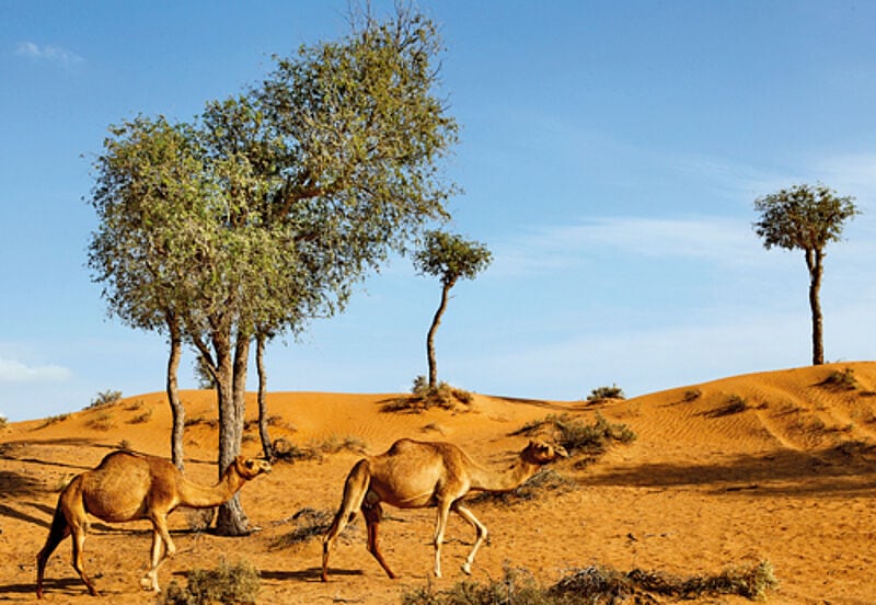 Die Wüste Ras Al Khaimahs ist dank der genügsamen Akazien recht grün