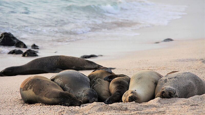 Auch diese Kollegen werden die Teilnehmer während der Galapagos-Rundreise treffen