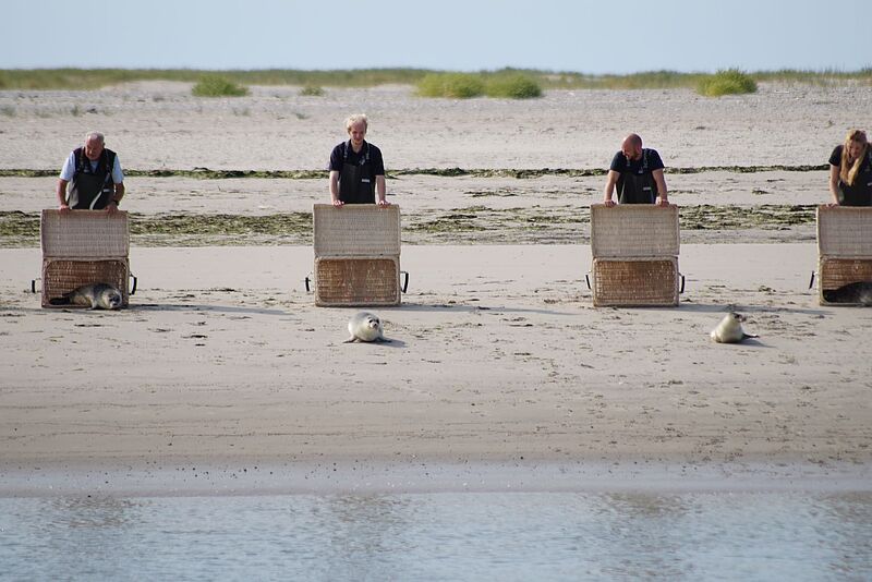 In Weidenkörben wurden die jungen Seehunde an den Strand von Juist gebracht und frei gelassen