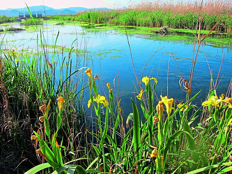 Ein überflutetes Feld mit Wiesenblumen im Vordergrund. Die Sonne scheint am bleuen Himmel. Im Hintergrund eine Schleuse.