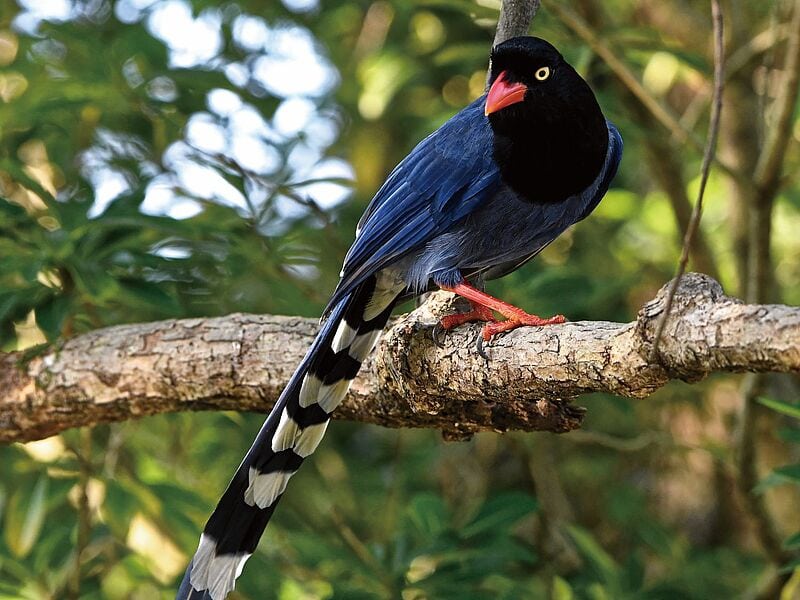 Ein auffälliger Vogel mit tiefblauem Gefieder, schwarzem Kopf, rotem Schnabel und roten Beinen sitzt auf einem Ast im grünen Wald.