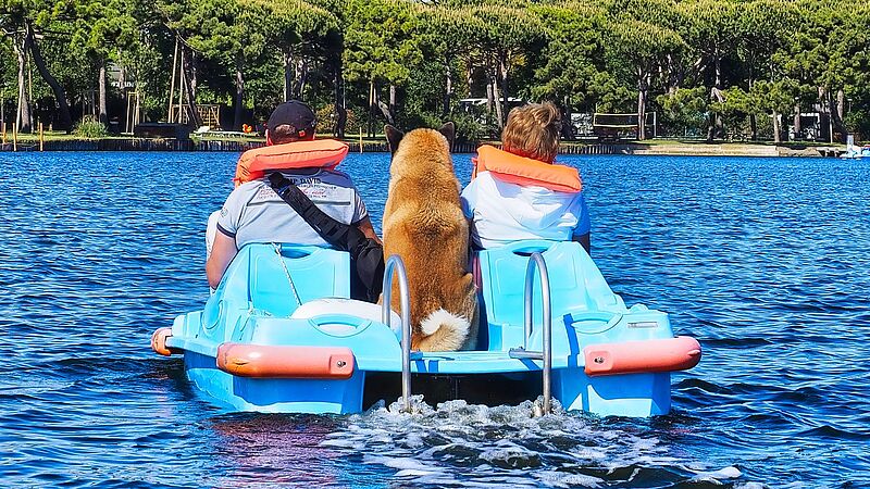 Während der Hundewochen können Herrchen, Frauchen und Hund vieles gemeinsam erleben