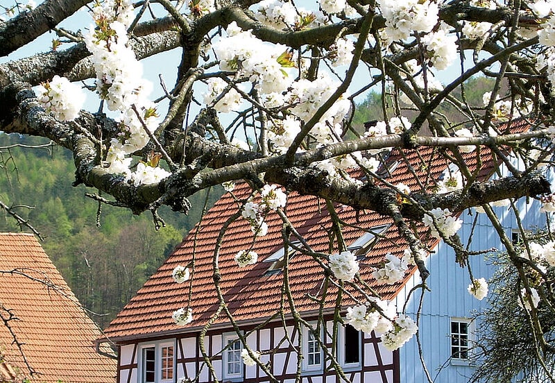 So idyllisch ist die Bergstraße zur Frühlingszeit