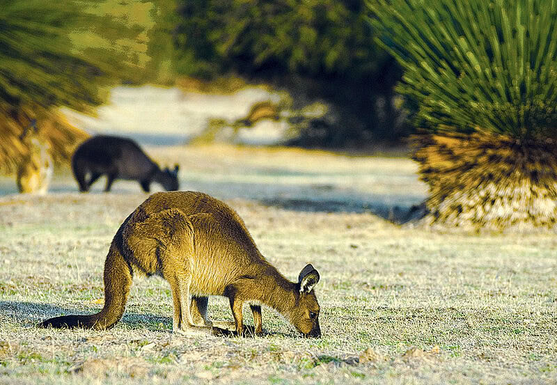 Auch die Wallabies, die kleinen Verwandten der Kängurus, sind hier zu Hunderttausenden vertreten.
