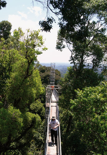 Der „Canopy Walk“ im Ulu Temburong National Park. Fotos: fh