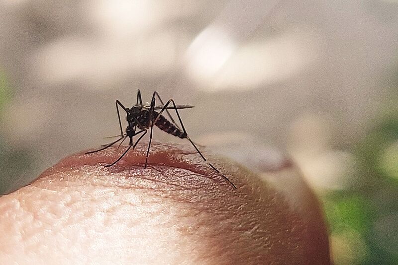 Die Asiatische Tigermücke, auch Aedes-Mücke genannt, kann unter anderem das Dengue-Fieber-Virus übertragen. Foto: Mammuth/iStock
