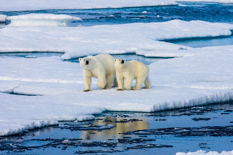 Zwei Eisbären auf Eisscholle von Wasser umgeben