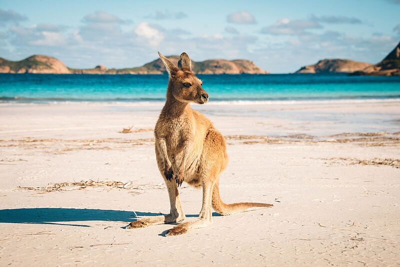 Australien empfängt nun auch wieder Besucher unabhängig davon, ob sie gegen das Coronavirus geimpft sind oder nicht. Foto: JohnCrux/iStockphoto
