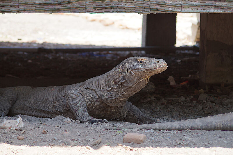 Die riesigen Komodowarane locken jährlich mehr als 120.000 Touristen in den Nationalpark. Hier ein Exemplar auf der Insel Rinca.