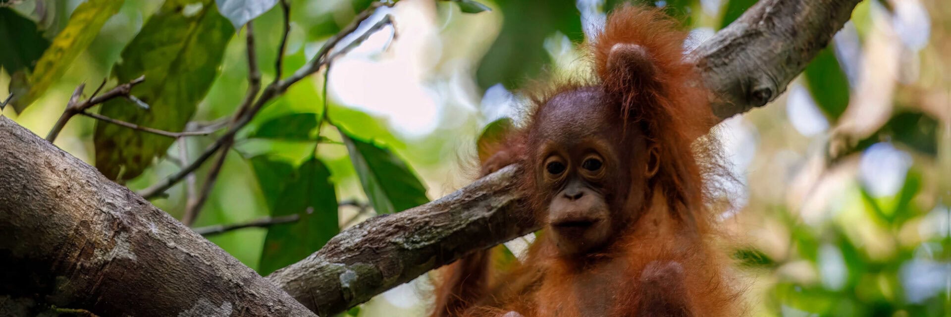 260126-diamir-inforeise-malaysia Junger Orang-Utan mit rötlichem Fell sitzt auf einem Ast im dichten grünen Regenwald und blickt neugierig in die Kamera.