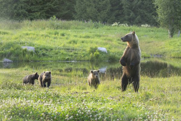 Eine Braunbärin mit drei Jungtieren steht auf einer grünen Wiese